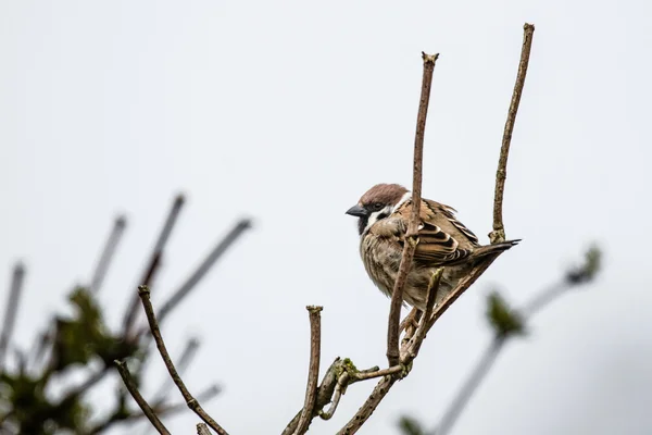 Sparrow på en kvist på vintern — Stockfoto