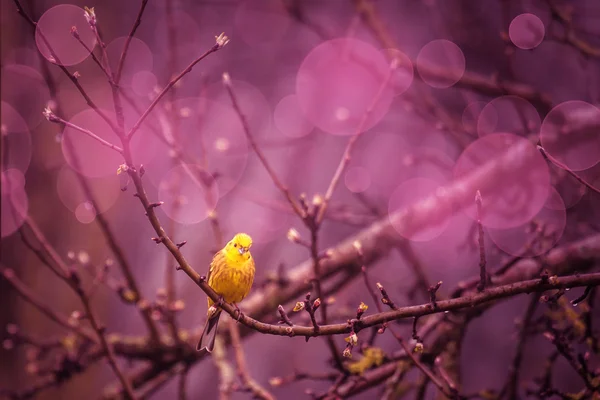 Yellowhammer siiting på en gren i en lila inviroment — Stockfoto