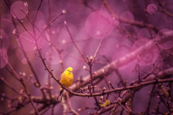 Yellowhammer siiting on a branch in a purple inviroment