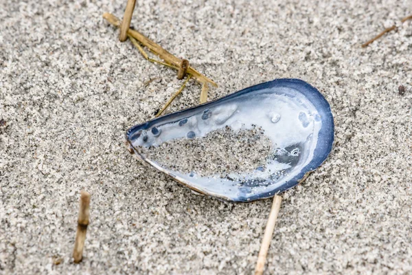Close-up of a blue mussel in the sand — Stock Photo, Image