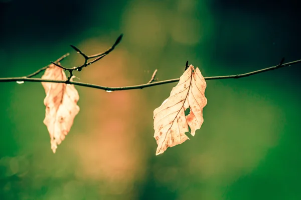 Folhas de outono em um fundo verde — Fotografia de Stock
