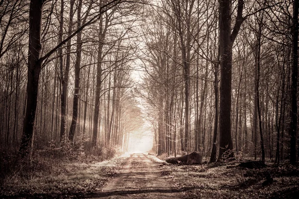 Skogen tåg i sepia färger — Stockfoto