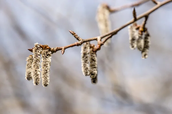 Fluffy blossom seed at springtime — Stock Photo, Image