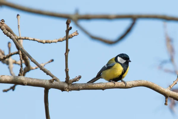 Parus büyük kuş yiyecek arayan — Stok fotoğraf