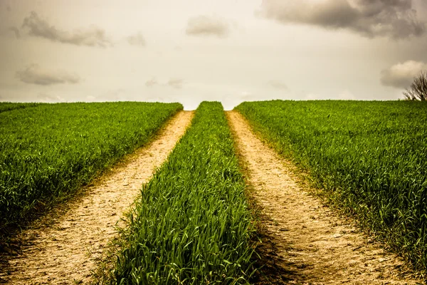 Дорога на поле с зеленой травой — стоковое фото