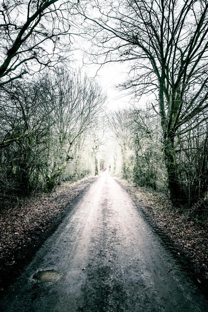 Long muddy path going through the forest