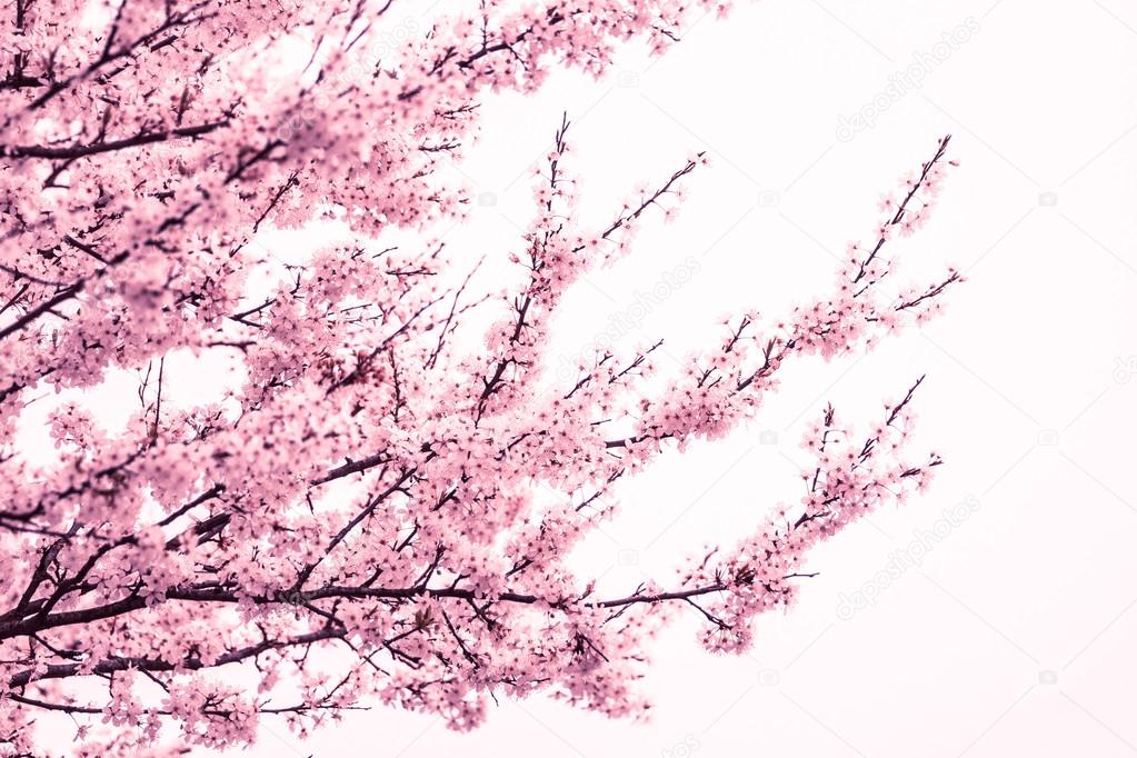 Pink cherry blossom tree at springtime