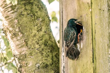 bir yuvada bir ağaç tarafından sturnus vulgaris