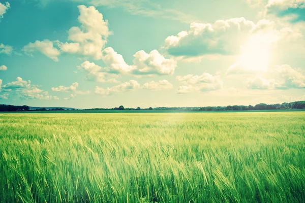 Gröna landskapet med grödor och solsken — Stockfoto