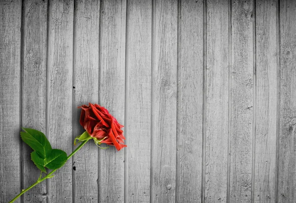 Luminoso sfondo in legno con una rosa rossa — Foto Stock