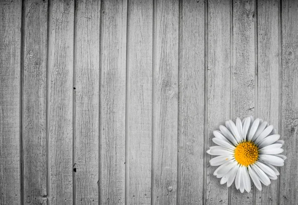 Bright wood background with a marguerit flower