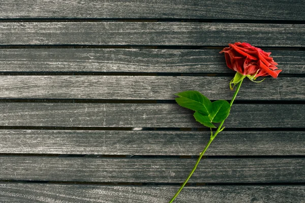 Rosa rossa su fondo legno scuro — Foto Stock