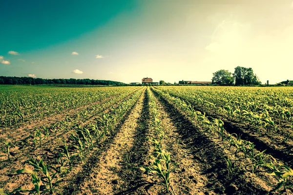 Veldgewassen leidt tot een boerderij — Stockfoto