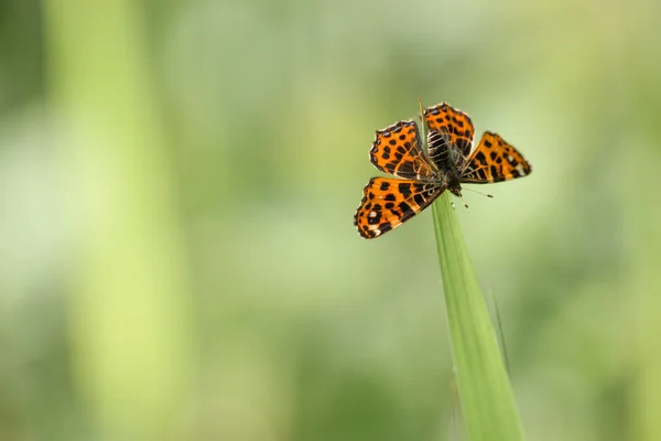 Araschnia levana motýl na zeleném listu — Stock fotografie