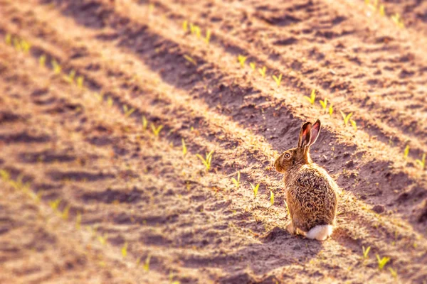 Cute little hare in a kitchen garden — Stock Photo, Image