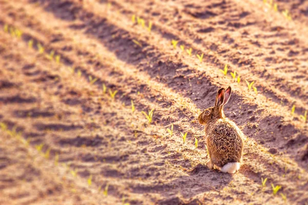 Carino piccola lepre in un orto — Foto Stock