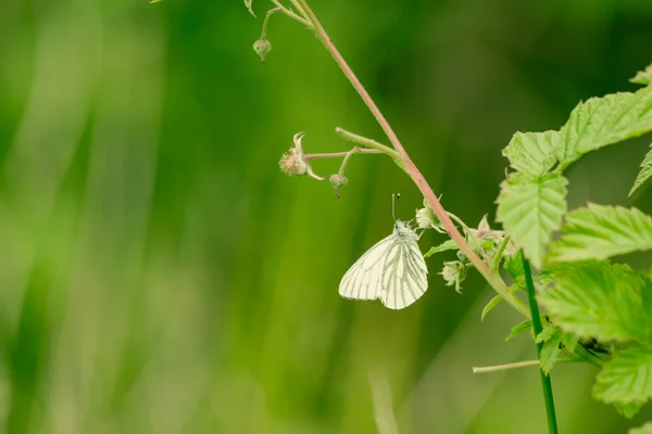 Pieris Brassicae en un jardín verde —  Fotos de Stock