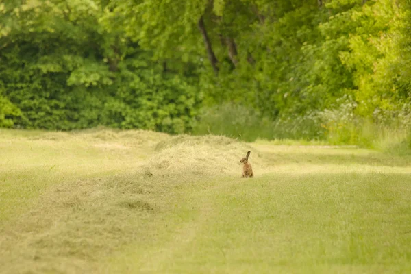 Lebre pequena bonito em um campo de grama — Fotografia de Stock