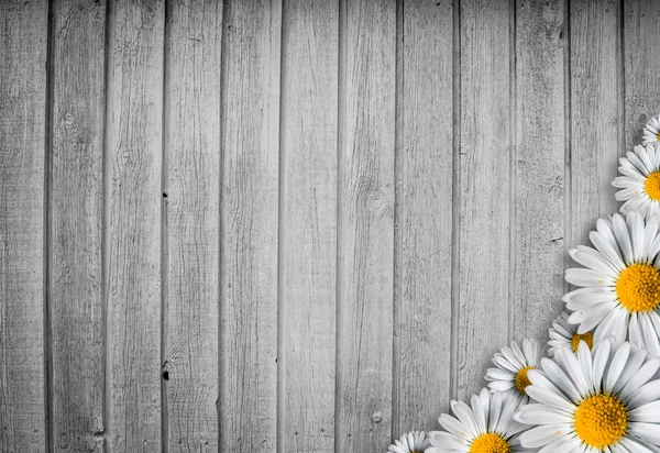 Luminoso sfondo in legno con un fiore di marguerit — Foto Stock