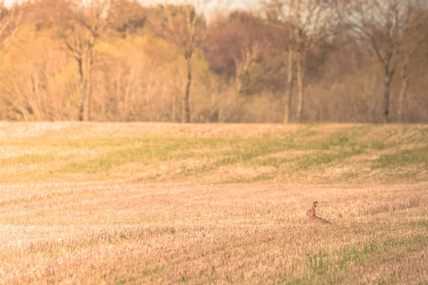 Zając siedzący na polu na Wielkanoc — Zdjęcie stockowe