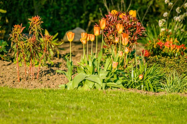 Blomsterrabatt med tulpaner på sommaren — Stockfoto