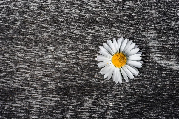Małgorzata kwiat na nierówną powierzchnię — Zdjęcie stockowe