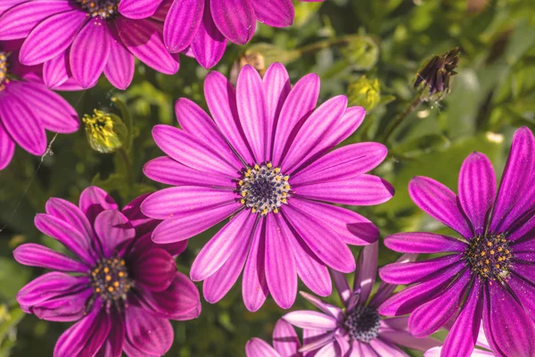 Pink Osteospermum in a garden — Stock Photo, Image