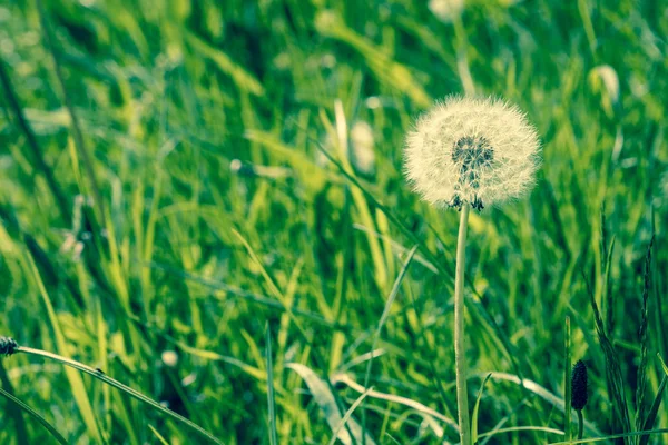 Fluffy white dandelion with seeds — Stock Photo, Image