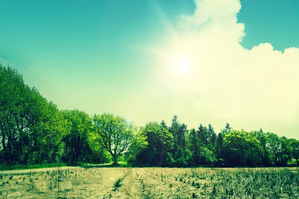 Landschaft mit trockenem Land und grünen Bäumen — Stockfoto