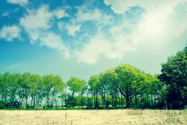 Belas árvores verdes em um campo seco — Fotografia de Stock