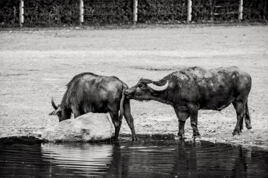 su soğutma bubalus arnee
