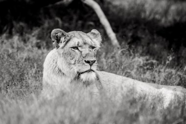 Aslan çim rahatlatıcı