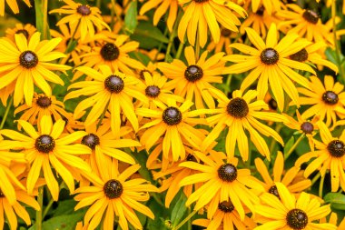 Sarı rudbeckia fulgida çiçek
