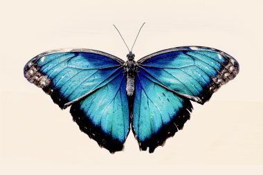 Beautiful blue butterfly clipart