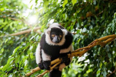 bir ağaçta Ring-Tailed Maki