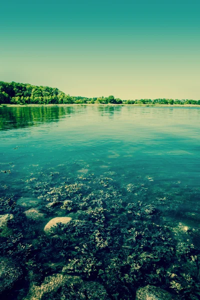 Paesaggio lacustre con alghe — Foto Stock