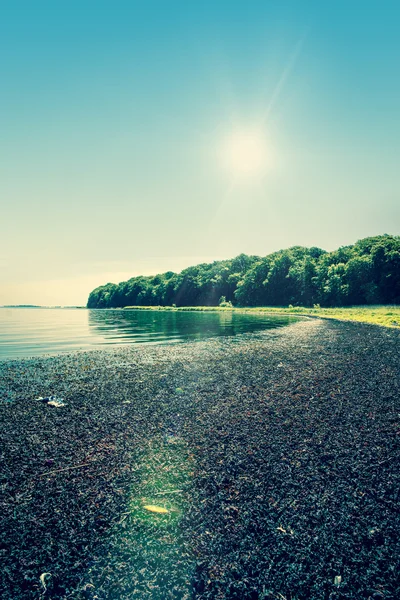 海藻で覆われている湖の岸 — ストック写真