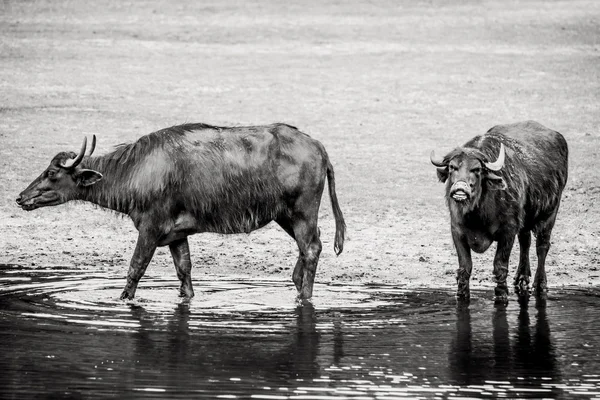 Bubalus arnee vee in een vijver — Stockfoto
