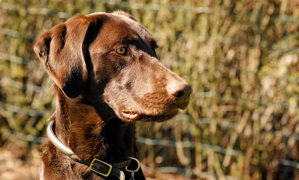 Cão de caça — Fotografia de Stock