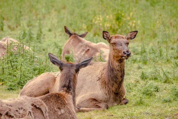 Stádo jelenů Wapiti v trávě — Stock fotografie