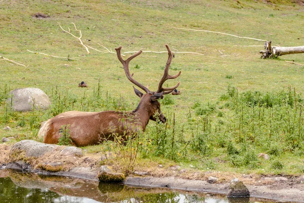 Wapiti man slapen in een park — Stockfoto