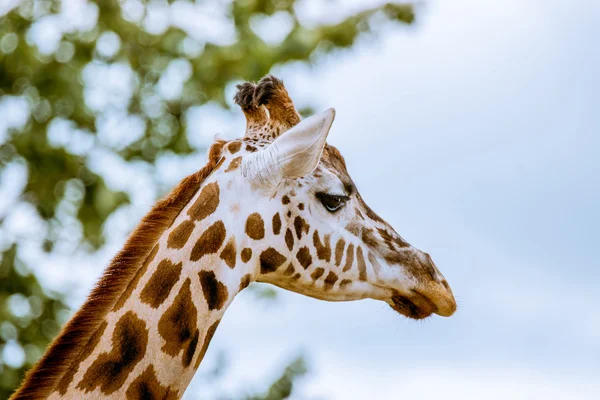 Girafa com cabeça nas árvores — Fotografia de Stock