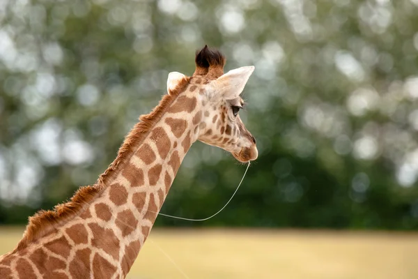 Junge Giraffe mit Schleim im Maul — Stockfoto