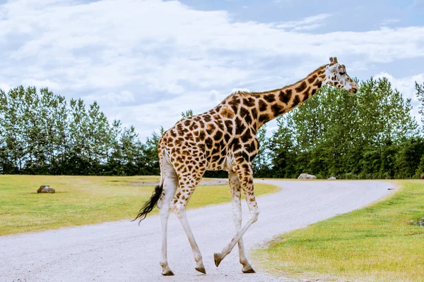 Girafa caminhando sobre a estrada — Fotografia de Stock