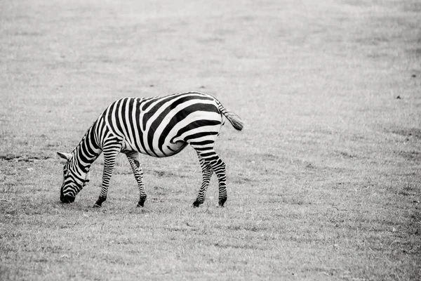 Zebra in schwarz-weiß auf Gras — Stockfoto