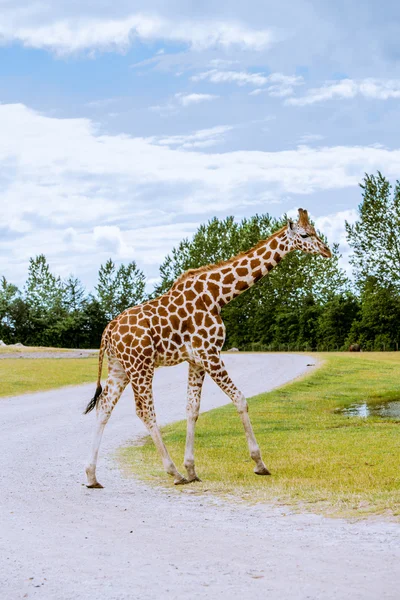 Giraffe läuft auf der Straße — Stockfoto