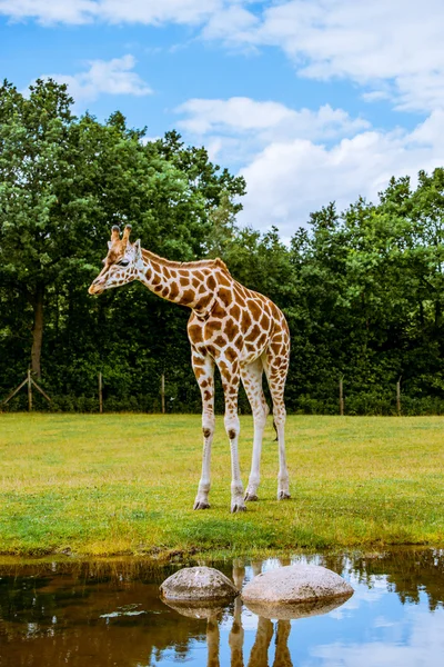 Einsame Giraffe am Wasser — Stockfoto