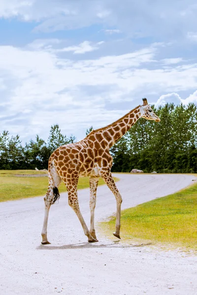 Einsame Giraffe unterwegs — Stockfoto