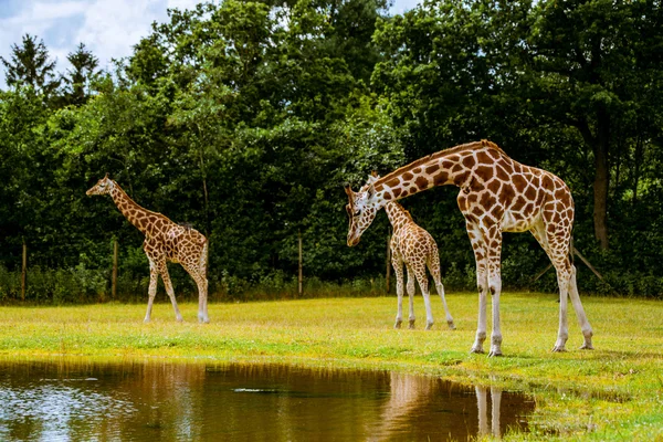 Família Girafa junto à água — Fotografia de Stock