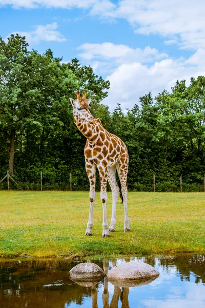 Durstige Giraffe blickt ins Wasser — Stockfoto
